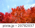 紅葉 20782037