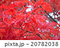 紅葉 20782038