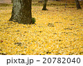 落ち葉 20782040