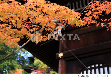 紅葉 京都禅林寺 紅葉 京都禅林寺 20782084