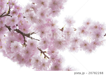憂愁の桜 20782288