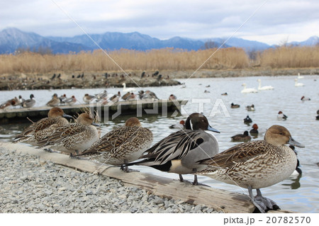 モテモテオナガガモ 20782570