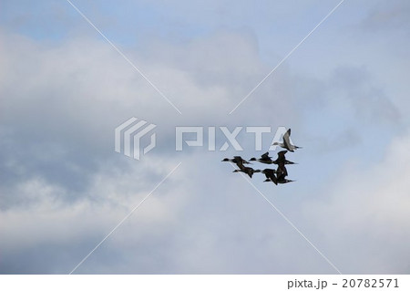 かもが飛ぶ空の風景 20782571