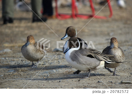 オナガガモの夫婦 20782572