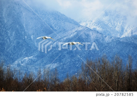 安曇野の空に舞う白鳥の姿 安曇野の空に舞う白鳥の姿 20782585