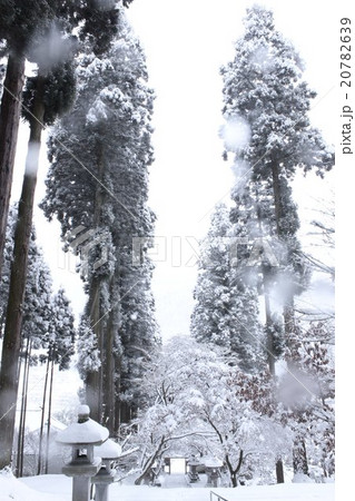 信州の冬の雪が降る山寺の山道の杉並木 信州の冬の雪が降る山寺の山道の杉並木 20782639