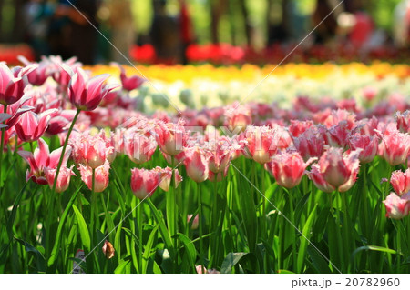 Layers of pink tulips Layers of pink tulips 20782960
