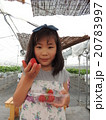 いちご狩り 20783997
