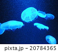 クラゲ 20784365