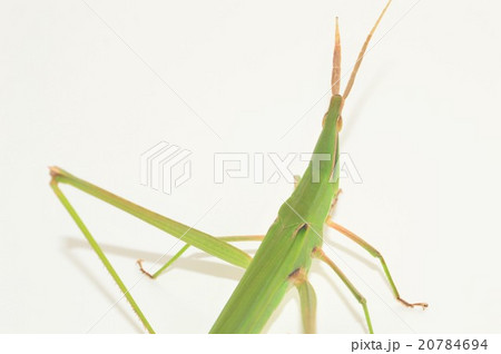 ショウリョウバッタの成虫　白背景 20784694