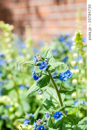 赤レンガの建物の前に咲く青紫の小さい花の写真素材