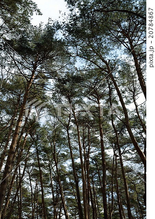 春の森　松林4 20784867
