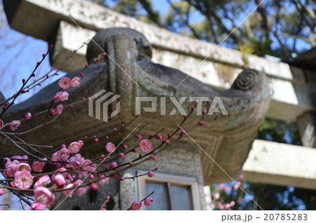 梅の花と石灯篭と石鳥居／北野天満宮 20785283