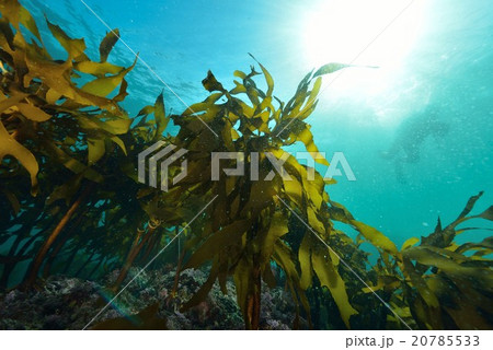 葉山芝崎の海藻 20785533