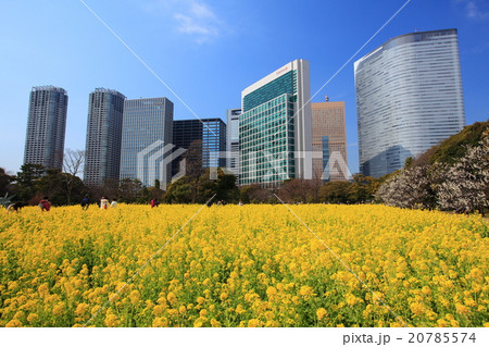 浜離宮恩賜庭園の菜の花畑 浜離宮恩賜庭園の菜の花畑 20785574