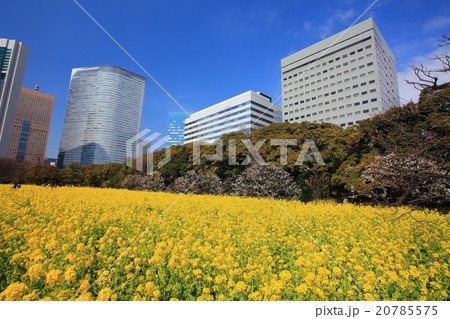 浜離宮恩賜庭園の菜の花畑 20785575