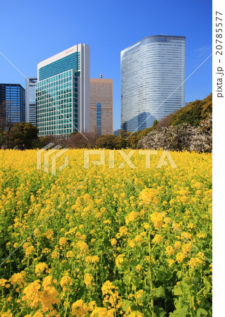 浜離宮恩賜庭園の菜の花畑 浜離宮恩賜庭園の菜の花畑 20785577