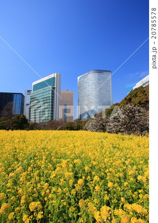 浜離宮恩賜庭園の菜の花畑 20785578