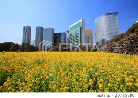浜離宮恩賜庭園の菜の花畑 浜離宮恩賜庭園の菜の花畑 20785580