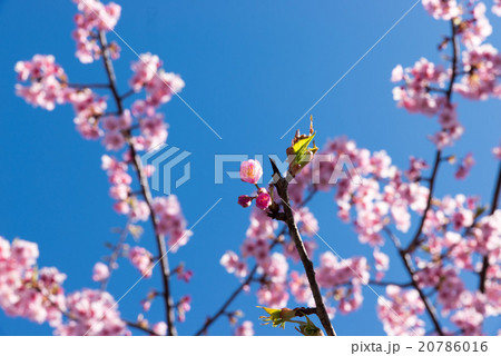 青空に咲く寒桜 20786016
