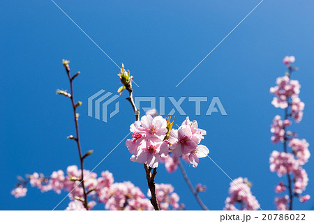 青空に咲く寒桜 20786022