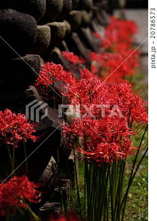 彼岸花 20786573