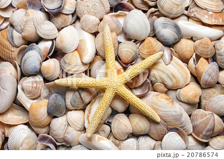 sea shells background.Starfish sea shells background.Starfish 20786574