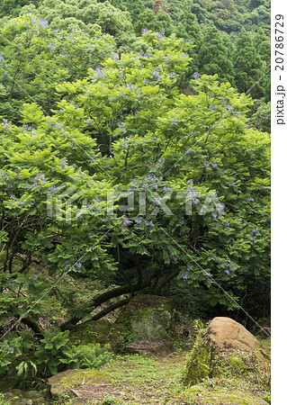 なんごう 20786729