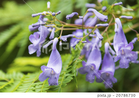 なんごう 20786730