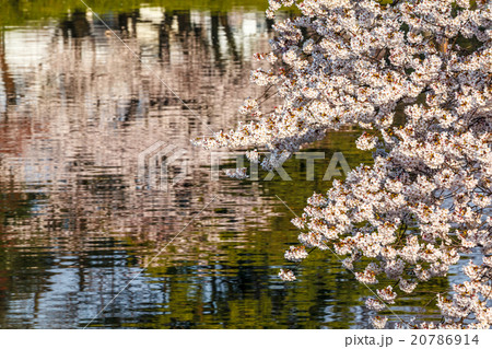 桜　水面 20786914