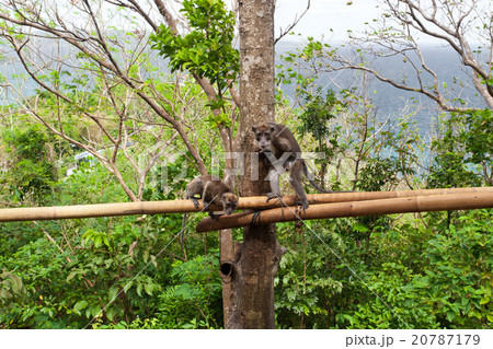Mankey on the tree 20787179