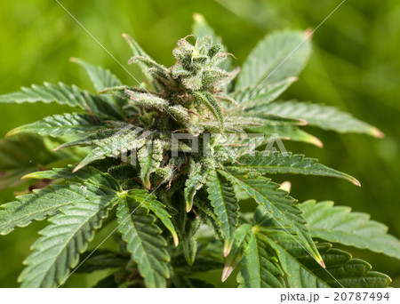 Marijuana plant 20787494