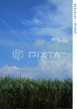 サトウキビ畑と青空 20787638