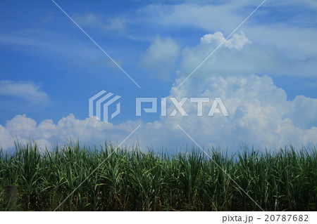 サトウキビ畑と青空 20787682