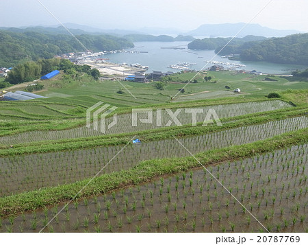 大浦の棚田 大浦の棚田 20787769