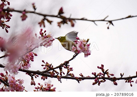 メジロと河津桜 20789016