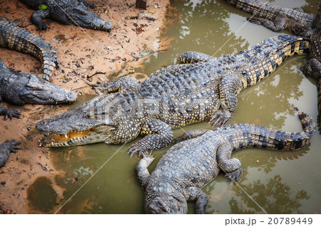 Large crocodiles in Cambodia 20789449