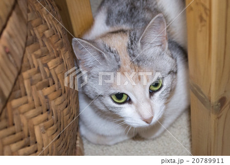 Portrait of tricolor cat. 20789911