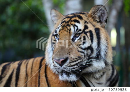 Royal bengal tiger Royal bengal tiger 20789928