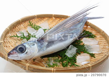 飛魚 20790070