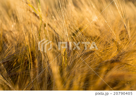 Wheat field 20790405