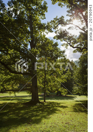 Old Oak Tree Old Oak Tree 20790943