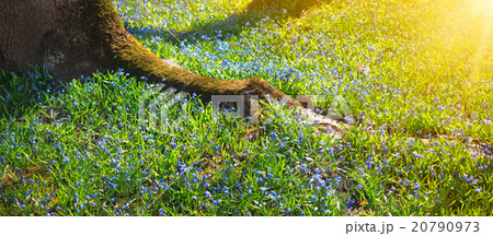 Scilla flowers in the park 20790973