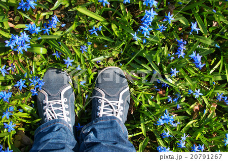 Feet standing on Scilla flowers in the park Feet standing on Scilla flowers in the park 20791267