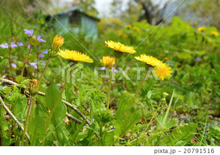 野原･タンポポ（埼玉県東秩父村） 20791516