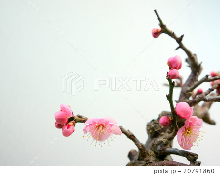 梅 梅 20791860