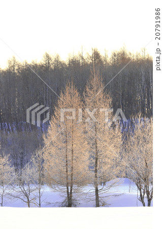霧氷が朝陽で染まる　北海道十勝　更別村　猿別川の厳寒風景 20791986