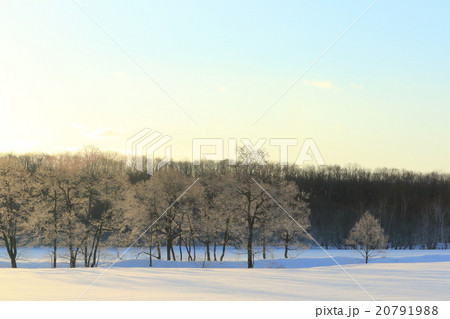 霧氷の白樺林 北海道十勝 更別村 猿別川の厳寒風景の写真素材 [20791988] - PIXTA