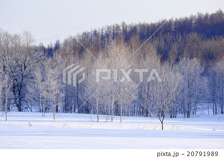 真っ白な霧氷林　北海道十勝　更別村　猿別川の厳寒風景 20791989