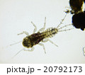 カゲロウ カゲロウ 20792173